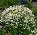 Nikko,Slender deutzia, دوتزیا
